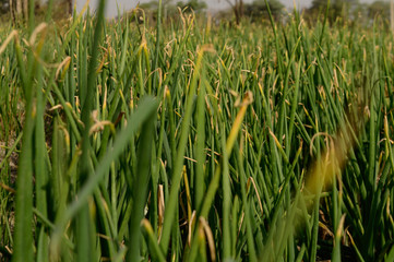 field of indian onion plant low angle view closeup shot.