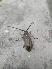 Insect
