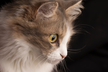 Close-up photo of a gray cat`s head with yellow eyes.