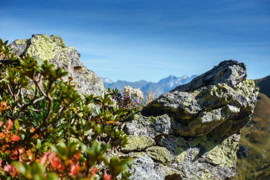 Edelweiss zwischen Felsen in den herbstlichen Alpen
