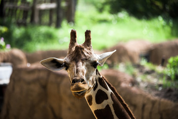 Giraffe