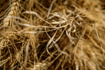 Fototapeta premium Micro closeup shot of indian wheat which is isolated on field before cleanness.