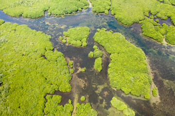 Tropical forest with mangrove trees, the view from the top. Mangroves and rivers. Tropical landscape in a deserted area.