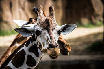 Giraffe
