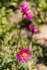 Obraz premium Dahlia flower called Dahlia Purple gem, grown in a garden