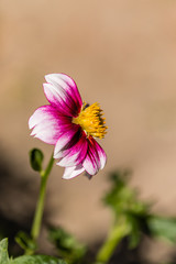 Fototapeta premium Dahlia flower called Dahlia Cupido, grown in a garden