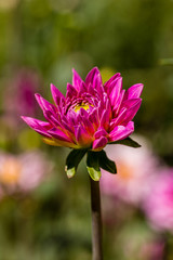 Dahlia flower called Dahlia Onesta, grown in a garden