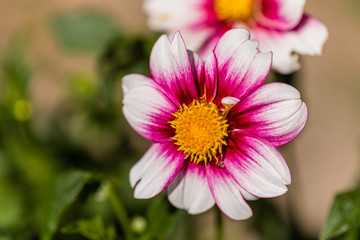 Fototapeta premium Dahlia flower called Dahlia Cupido, grown in a garden