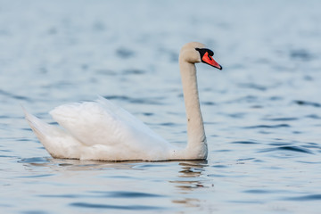 Naklejka na ściany i meble Swan swimming in a pond. Close view of single bird.