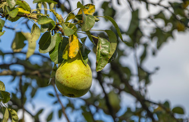 Harvest ripe tasty pears on a tree in the garden
