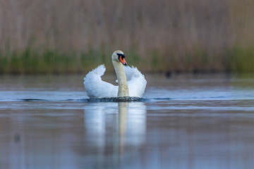 Swan swimming in a pond. Close view of single bird.