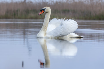 Obraz premium Swan swimming in a pond. Close view of single bird.