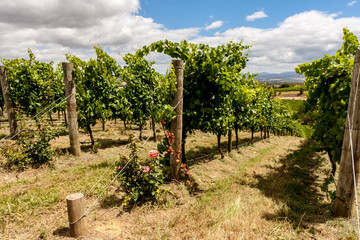 Fototapeta na wymiar Straight green rows of grape vines. Wine valley in Barossa, South Australia. Close up image of grapevine.