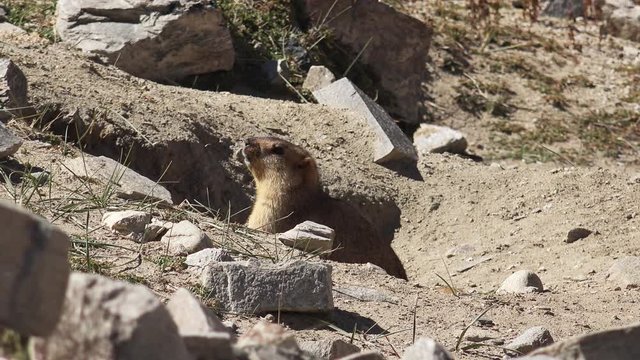 Cute fluffy bobak or steppe marmot looking around, relaxing and hiding in its underground dug hole. Wild animal's home in habitat. Deserted landscape of extreme environment with dry grass and stones