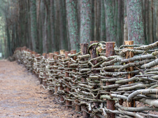 beautiful wood wicker fence from curved wooden twigs, wooden fence, Curonian spit, Dancing forest, Russia