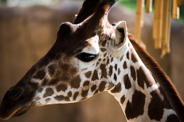 Giraffe Head Close Up
