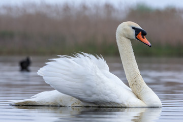 Obraz premium Swan swimming in a pond. Close view of single bird.