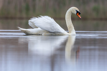Swan swimming in a pond. Close view of single bird.