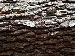 Bark of an old pine tree texture