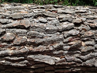 Bark of an old pine tree texture