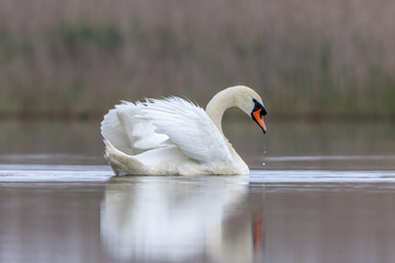 Swan swimming in a pond. Close view of single bird.