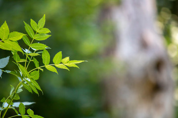 European ash leaf close up shoot. Blurred background.