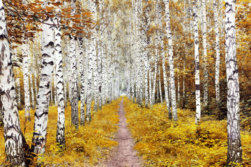 Fototapety  Jesienny krajobraz z brzozowym lasem. Ścieżka wśród drzew
