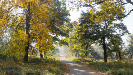 autumn landscape for wallpaper and design