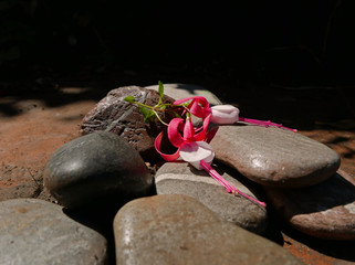 composizione di fiori di fucsia caduti tra un mucchio di ciottoli