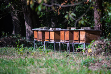 Beehives on the edge of a meadow.