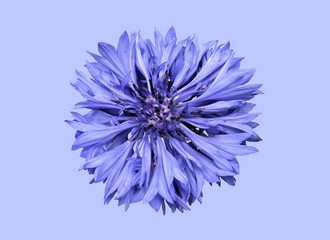 Field cornflower flower.