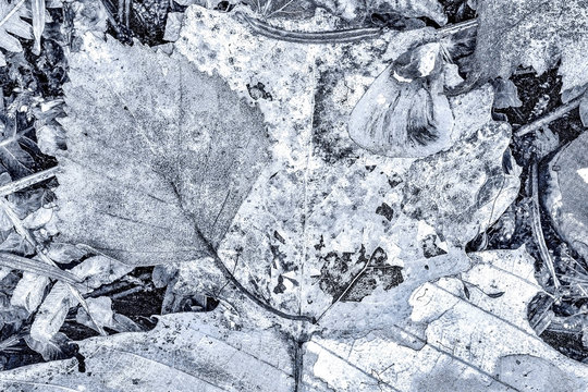 france, chevreuse valley : leaves in forest in autumn