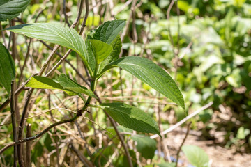 Close up of leaves of hackberry plant. Daylight hits the leaf surface.