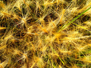 Dry yellow plant. The grass is fluffy, with long thick inflorescences. Against the green lawn.