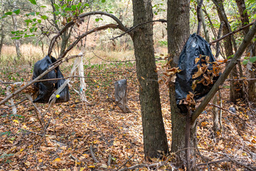 Plastic bags inside a beautiful forest. Environmental pollution.