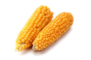 corn isolated on white background