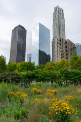 Flowers and Native Plants at a Park in Streeterville Chicago with Skyscrapers