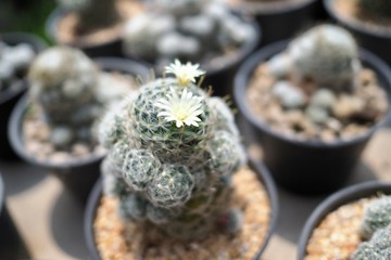 cactus in a pot