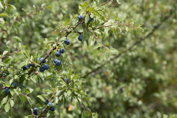 Schlehdorn / Prunus spinosa