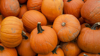 wunderschöne orangene Kürbisse - viele Kürbisse Verkaufsstand auf dem Markt / Hofladen