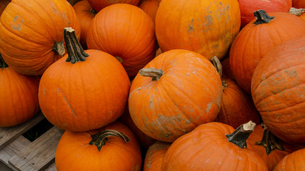 wunderschöne orangene Kürbisse - viele Kürbisse Verkaufsstand auf dem Markt / Hofladen