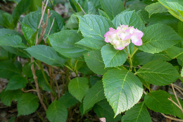 close-up of hydrangea macrophylla plant. Purple and white mix color and combined with leaves.