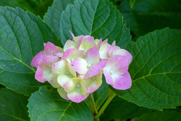 close-up of hydrangea macrophylla plant. Purple and white mix color and combined with leaves.