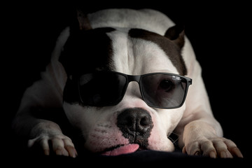 An American Staffordshire Terrier looks cool and relaxed in a pair of sunglasses
