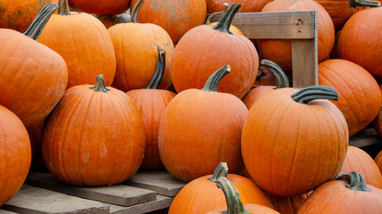 wunderschöne orangene Kürbisse - viele Kürbisse Verkaufsstand auf dem Markt / Hofladen