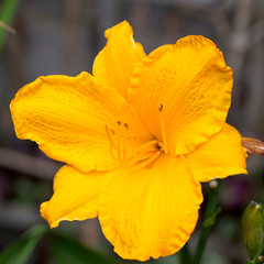 Yellow-flowered Daylily (Hemerocallis sp).