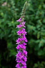 Purple-loosestrife (Lythrum salicaria), flowering, Gloucestershire, England, UK.