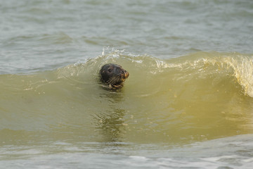pretty seal head in the waves