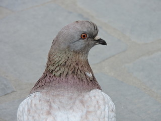 Pigeon