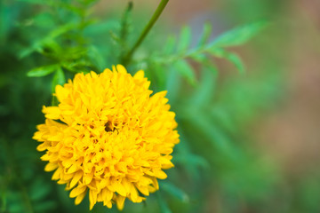 Beautiful blooming asia marigold flowers in the garden